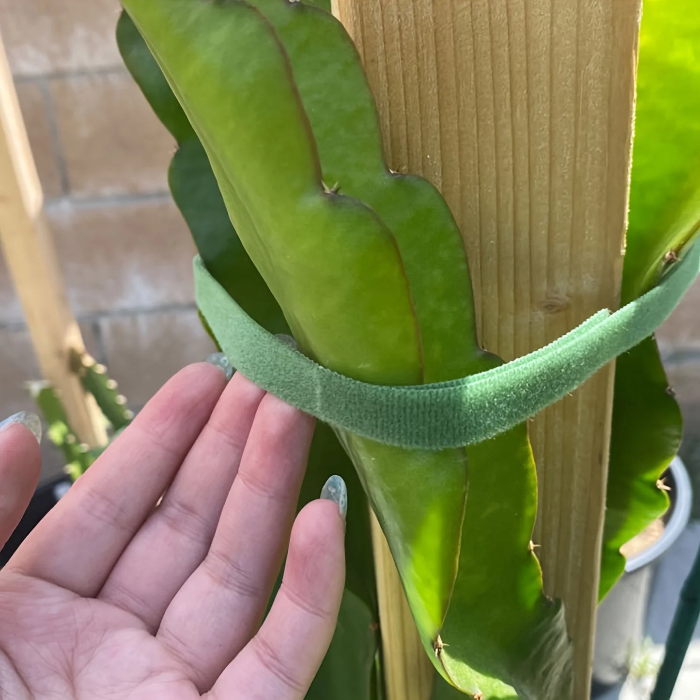 Cinta de Nylon Ajustable para Plantas 2M | Soporte Reutilizable de Jardín, Atado y Fijación